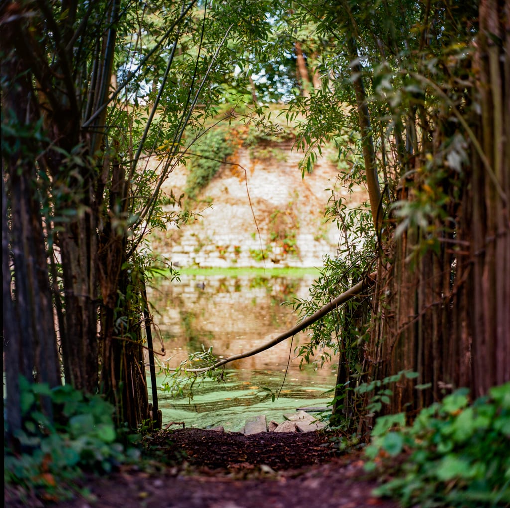 Bamboo forest pond reflection with stone wall